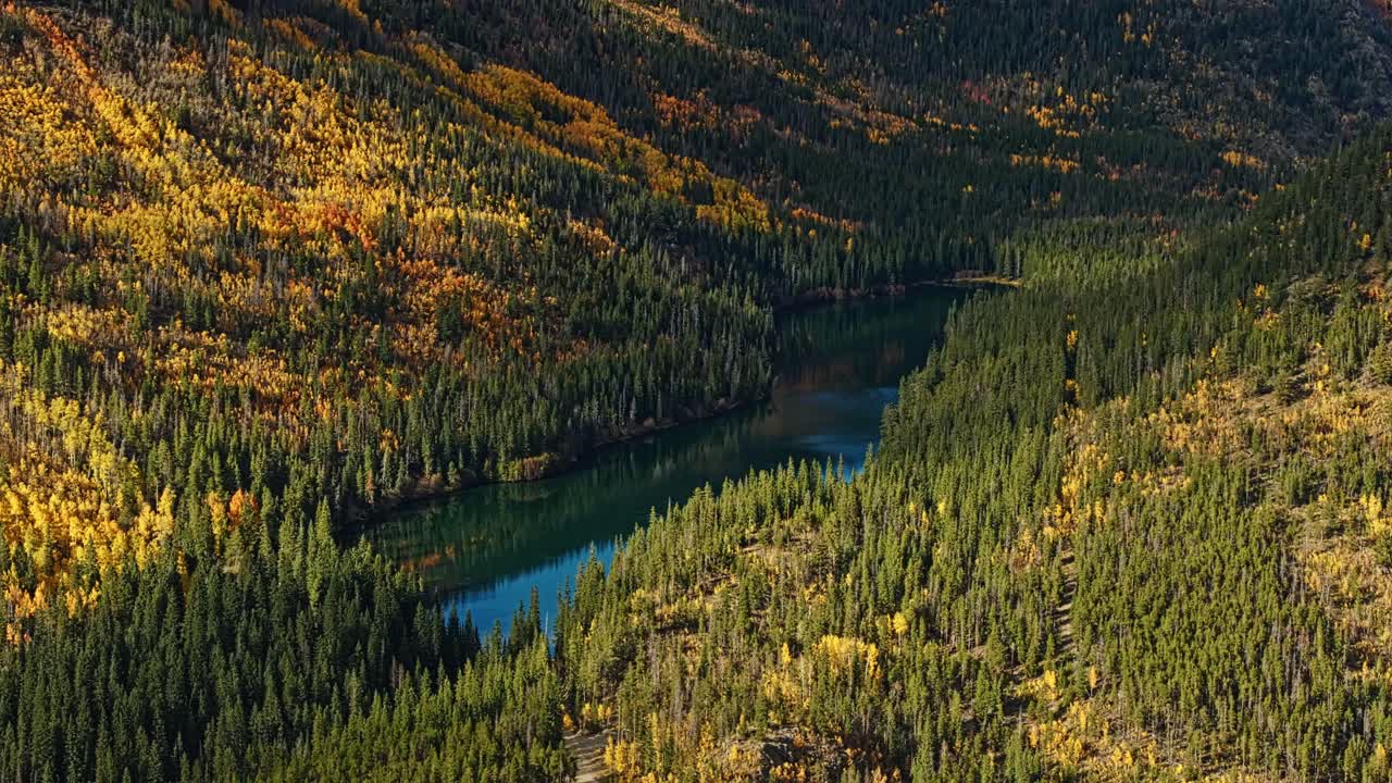 Aerial reveal of alpine lake in yellow aspen evergreen forest, Frisco Gulch Colorado