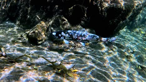 Close-Up-Footage-of-Biwa-Trout-in-Their-Native-Habitat-Near-Lake-Biwa,-Japan,-Close-to-death,-Illuminated-by-Natural-Light