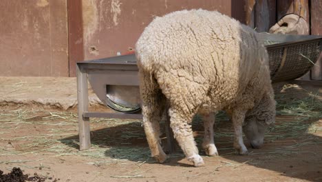 Wolliges-Schaf-Frisst-An-Sonnigen-Tagen-Trockenes-Gras-Auf-Einem-Bauernhof-Neben-Einem-Grasfresser