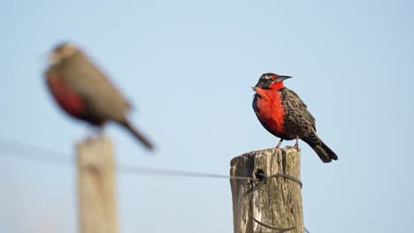 A-pair-of-long-tailed-meadowlarks-perching-on-a-fence