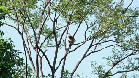 white-handed gibbon hylobates lar seen from the left appearing to swing to the right and then rested on the branch looking around, thailand