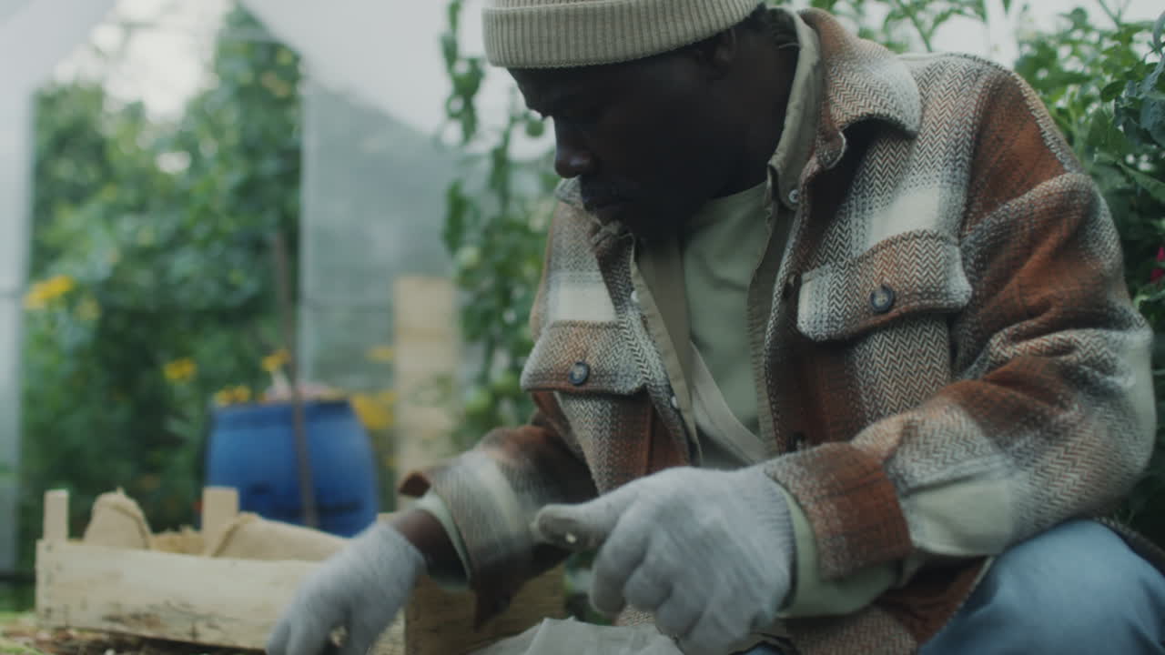 Man Harvesting Produce in a Greenhouse