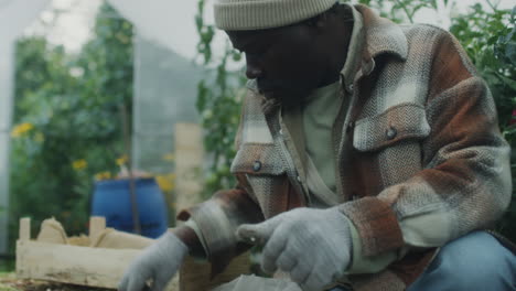 man harvesting produce in a greenhouse
