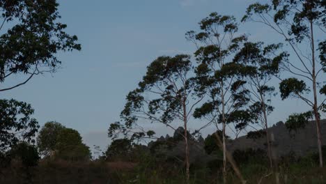 timelapse with full moon at sunrise in a middle of colombian field with trees of eucalyptus