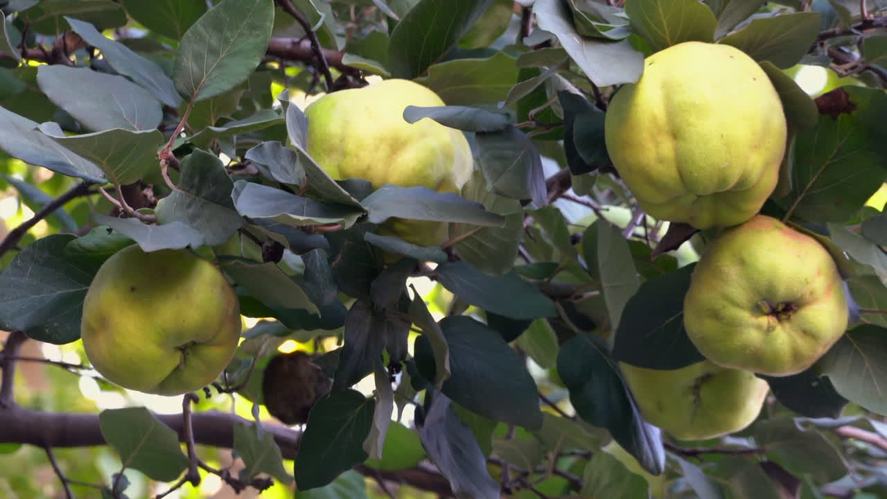 Close up of yellow quince ripening on a green tree branch in the evening