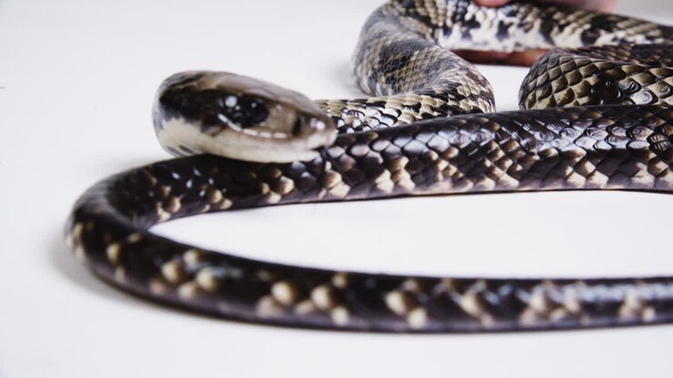 Lichaam van een valse watercobra op een witte achtergrond