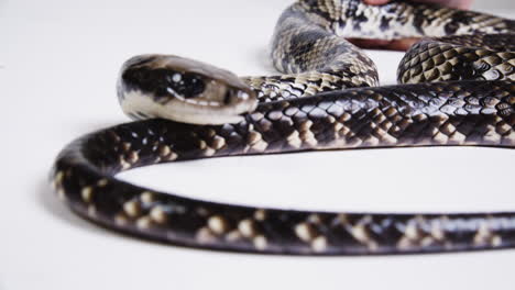 False-water-cobra-body-on-white-background