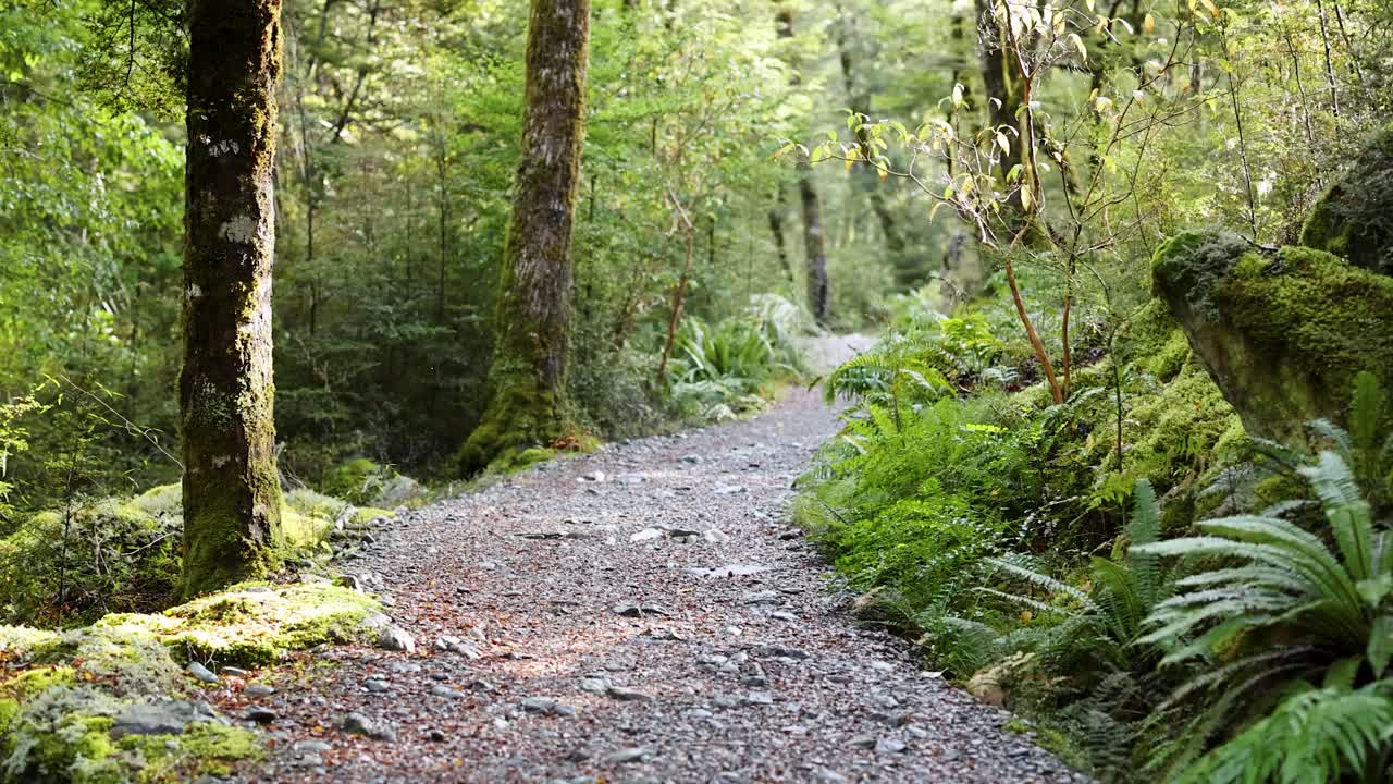 Camera glides smoothly along a winding gravel path through dense, sunlit New Zealand rainforest with vibrant green ferns and moss-covered trees