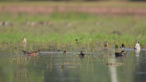 flock of indian spot billed ducks swimming and taking off from water