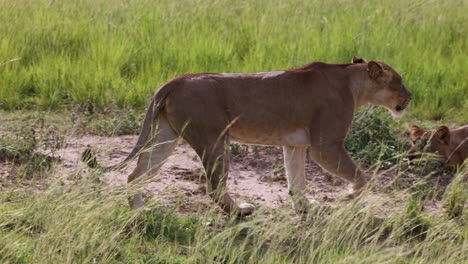 Zwei-Löwen-Spielen-In-Uganda,-Afrika