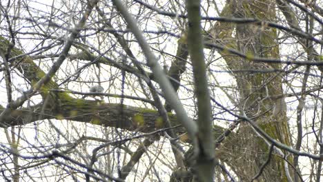 Scharfhäutiger-Falkenvogel,-Der-Auf-Einem-Ast-Sitzt-Und-Nach-Beute-Sucht