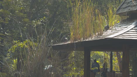 peaceful setting with pigeons on the roof of a pavilion and water flowing and trickling into the pond below in an idyllic garden or rest area