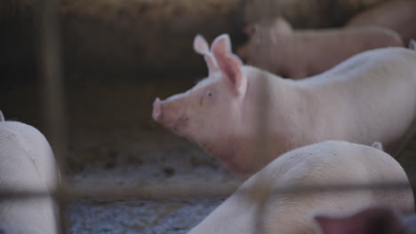 piglets in a farm pen