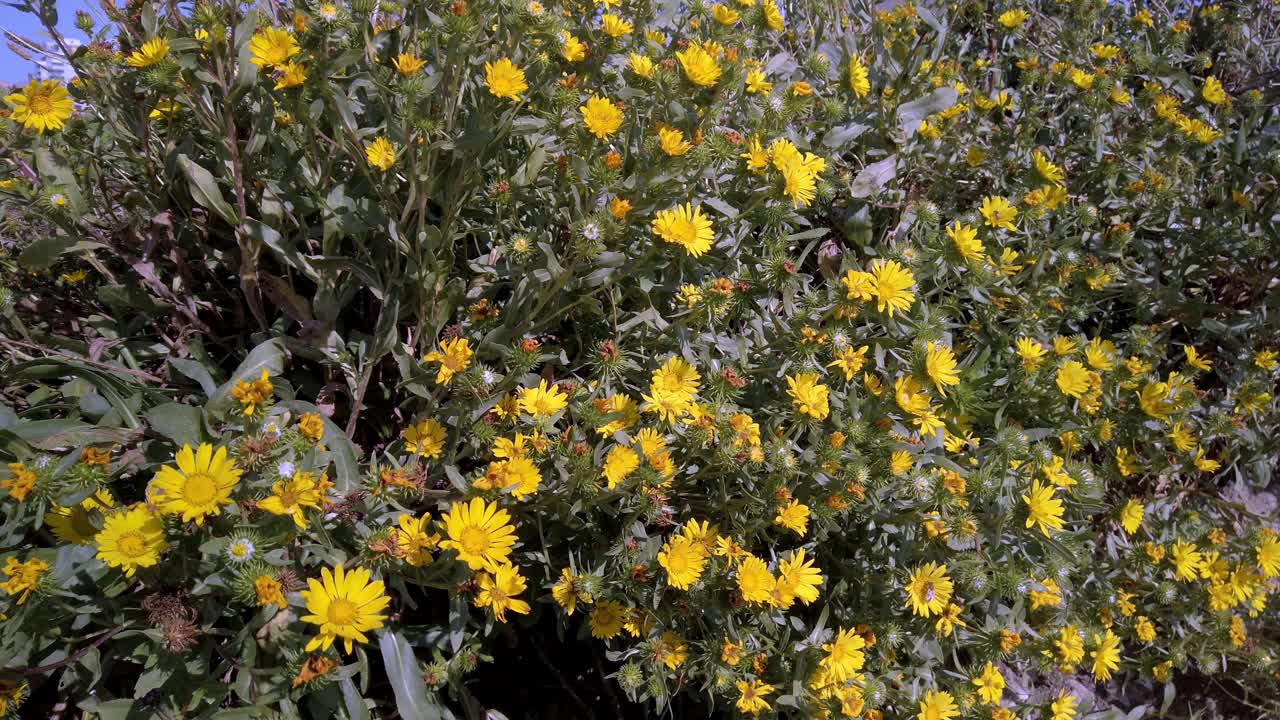 Yellow flowers and bees in summer