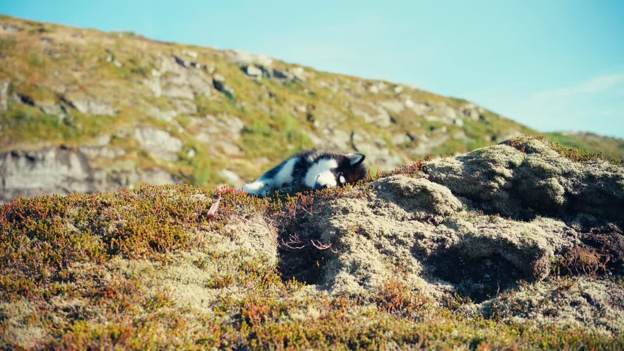 알래스카 말라무트 개 는 봄 의 은 날 바위 언덕 에서 잠을 자고 있다