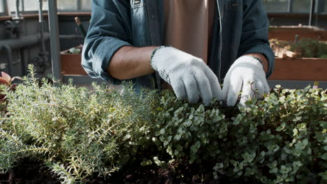 jardinero que trabaja en interiores