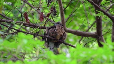 this short-billed brown-dove with its fledglings is an endemic bird found in the philippines and particularly in mindanao where it is considered to be common