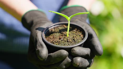 close-up of green sprout cradled in soil between two human hands, symbolizing life and care