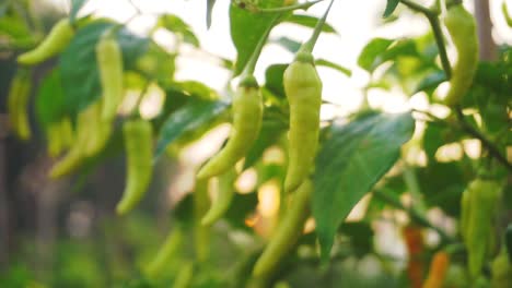 close up shot of spicy chili growing on plantation field in the morning