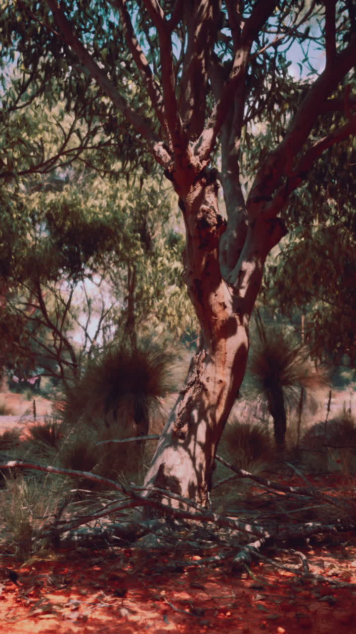 건조 한 풍경 에 있는 오스트레일리아 나무