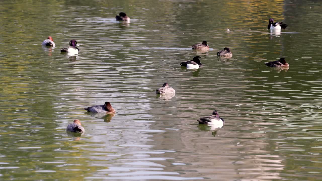 여러 오리 들 이 물 을 가로질러 평화롭게 미끄러져