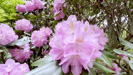 Rododendro-En-Boone-Nc,-Carolina-Del-Norte-Cerca-De-Blowing-Rock-Nc