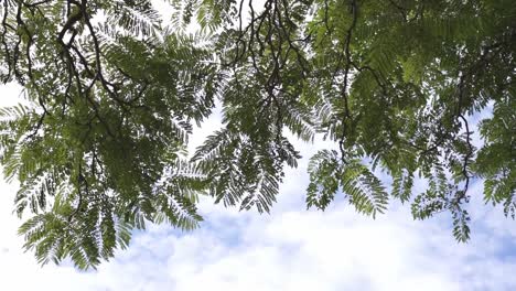 Nachschlagen-Auf-Farnbaum-Mit-Wolken-Im-Blauen-Himmel-Im-Hintergrund