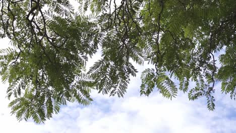 looking up on fern tree with clouds in the blue sky in the background