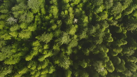 Low-flight-directly-over-cloudy-evergreen-forest-growing-on-Oregon-Coast,-top-down-view