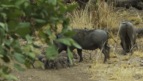 two warthog mothers are grazing with their piglets in a clearing. the camera follows their movements and pans to a green tree in the foreground, the leaves of which are moved by the wind.