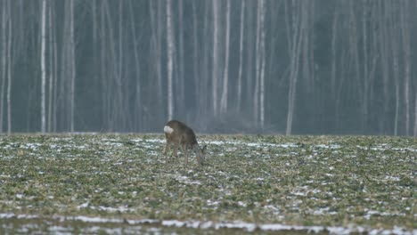 european roe deer flock eating on rape raps field in evening dusk