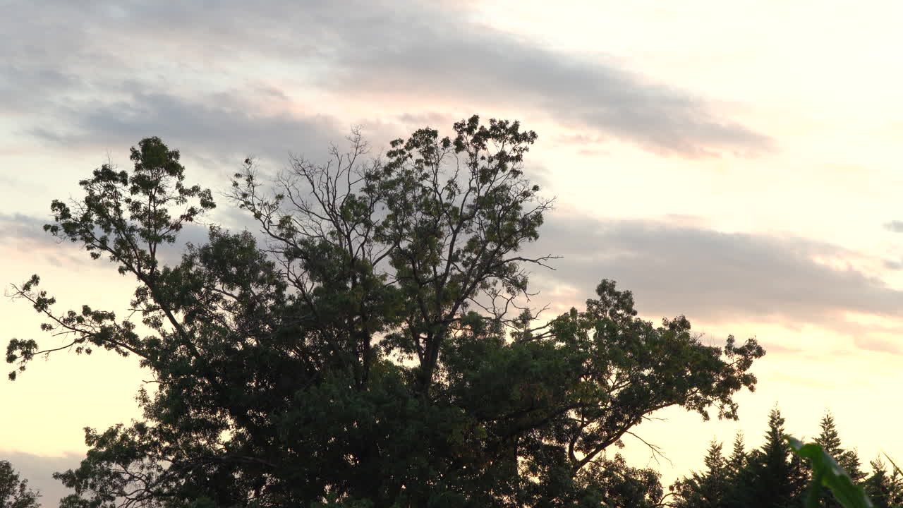 광야의 나무들의 아름다움 위로 지는 저녁노을