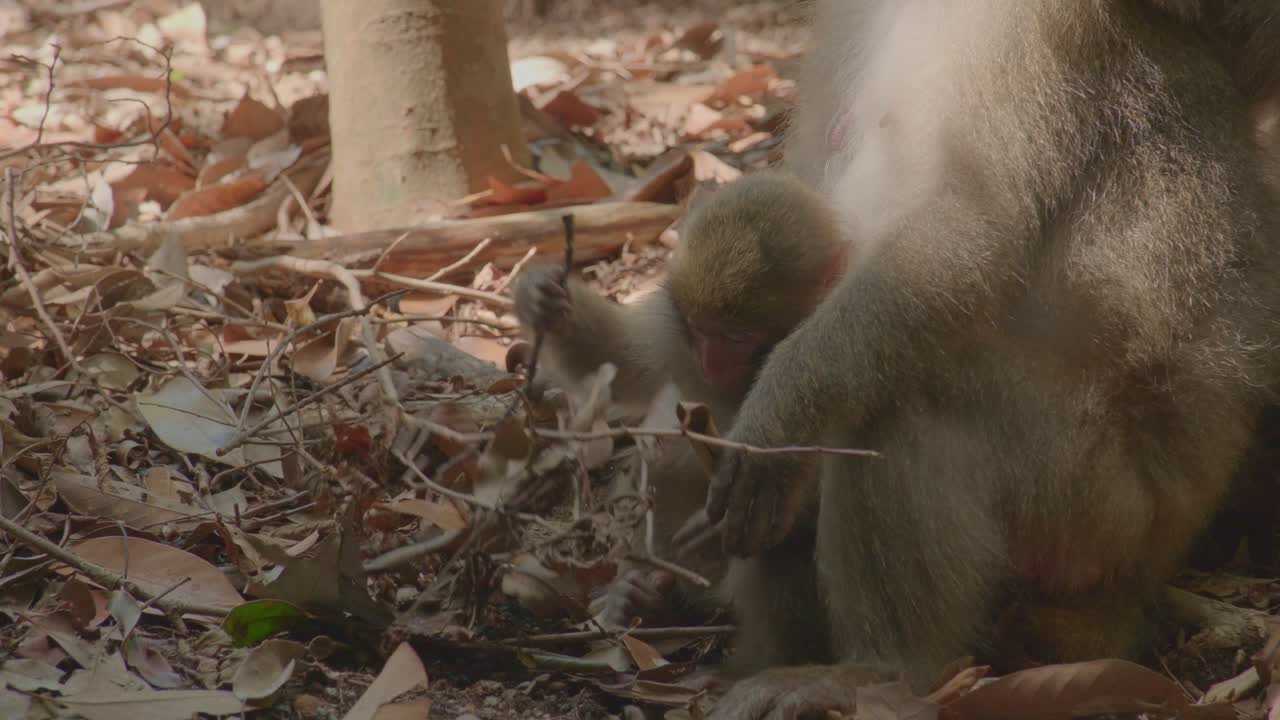 Handheld close-up of a baby macaque playing among dry leaves and attempting to nurse from its mother in Yakushima, Japan. A tender and intimate moment showcasing natural primate behavior in the wild.