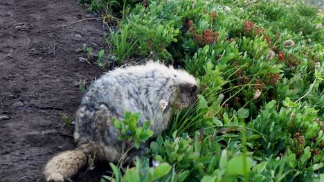 slow motion hoary marmots rodent animal species squirrel eating grass food in fields meadows mount rainier seattle washington usa america nature wildlife hiking trail