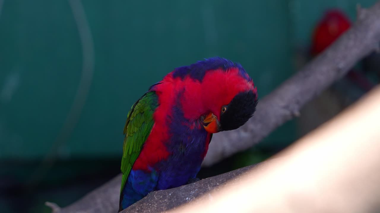 Close up shot of a Black-capped lory (lorius lory) standing on tree branch, preening, and grooming the vibrant feathers with its beak