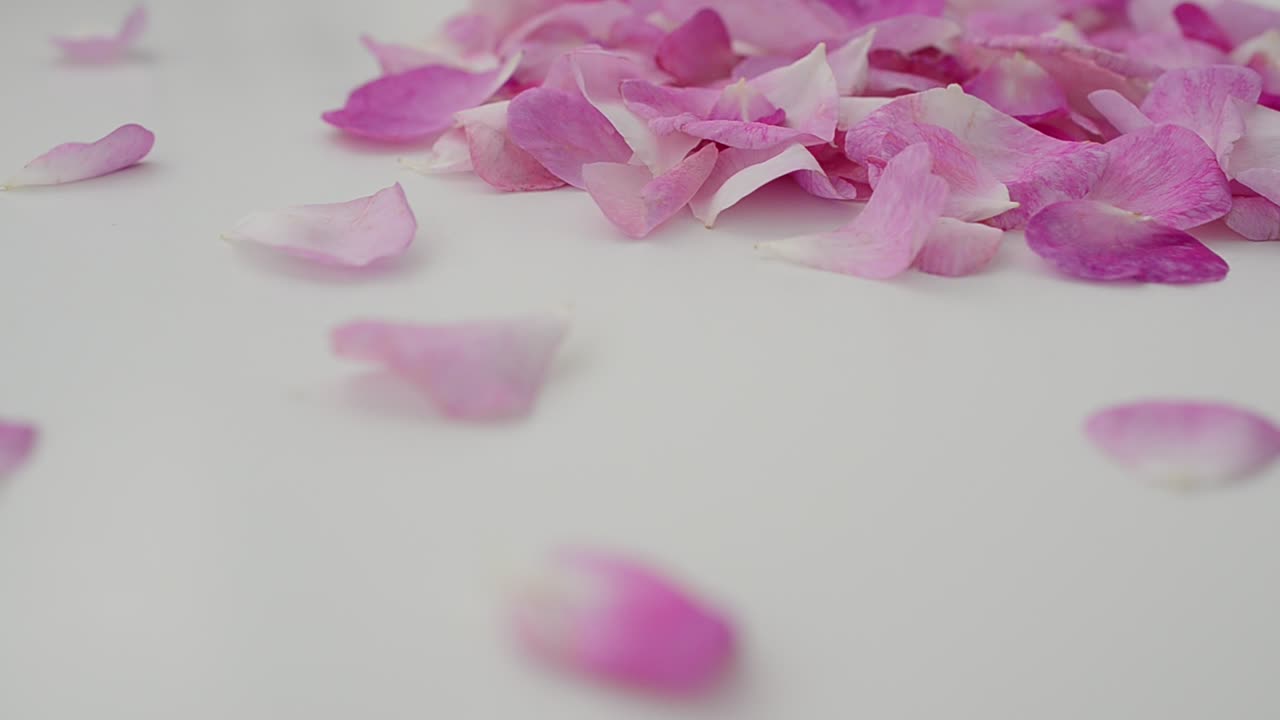 Rosa tea su sfondo bianco. Ripresa in movimento.