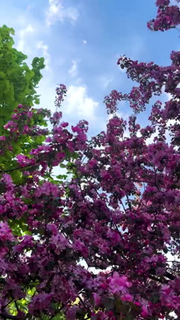 spring blossoms and trees