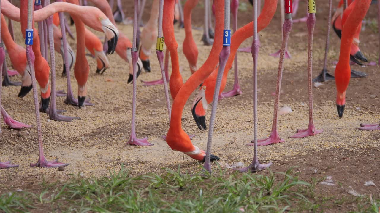 Head and leges of many flamingos feeding on grain on ground