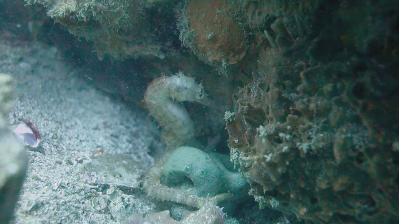 Common Adult Seahorse Hides Under Rocky Coral Reef Anchored with Tail