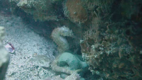 Common-Adult-Seahorse-Hides-Under-Rocky-Coral-Reef-Anchored-with-Tail