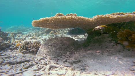 A-plate-coral-provides-shelter-for-an-Arothron-stellatus-pufferfish-hiding-beneath-it