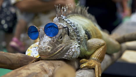 resting on top of a man-made perch, an iguana is displayed complete with a pair of eyeglasses and a silver chain, inside a zoo in bangkok, thailand