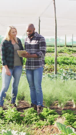 video of diverse female and male with tablet in greenhouse on sunny day