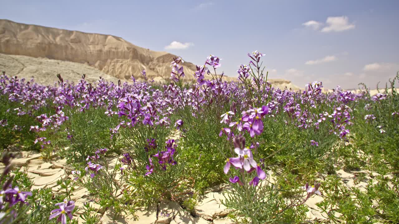A brief spring bloom in the western Negev plains