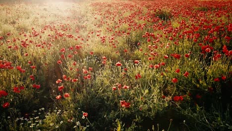 Poppy-flowers-field-on-the-spring,-mild-wind-and-sun-light-in-nature