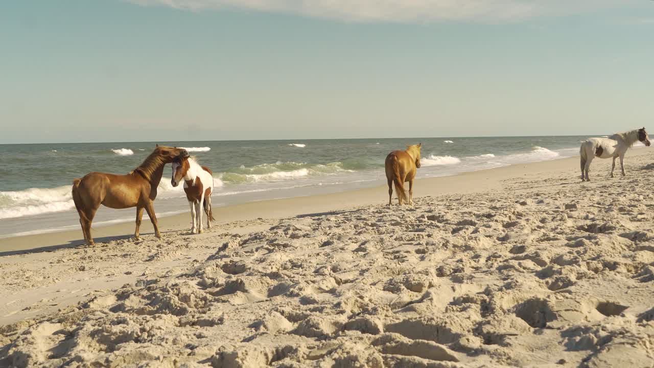 quatro cavalos selvagens passeando na praia