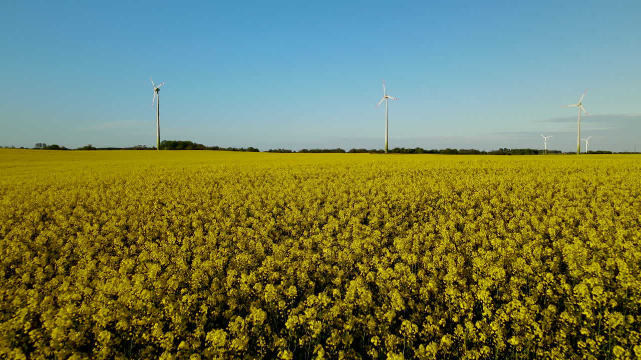 수평선에 풍차와 폴란드의 시골에서 피는 노란 꽃