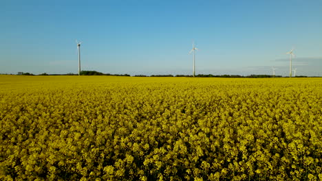 Blühende-Gelbe-Blumen-In-Der-Polnischen-Landschaft-Mit-Windmühlen-Am-Horizont