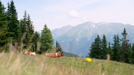 Cows-laying-in-the-grass-on-the-alp-mountains,-great-landscape