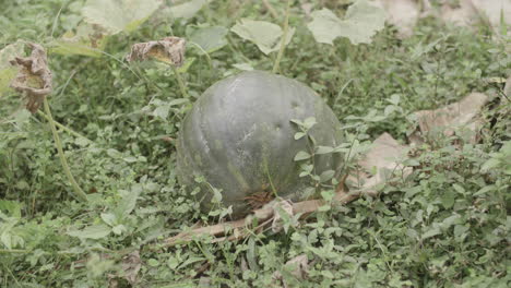 Zeitlupenaufnahmen-Einer-Wassermelonenartigen-Frucht,-Die-Auf-Dem-Boden-Liegt